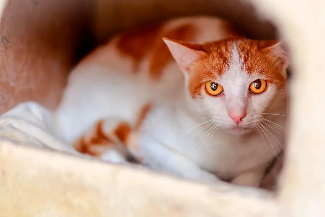 Gato en adopción de nombre Maximino. Foto: SARA.