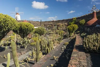 Jardín de Cactus