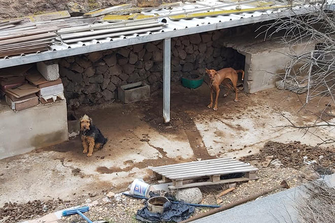 Foto: Archivo. Ademal denuncia el estado de cuatro perros en una finca de Haría (13/12/21)