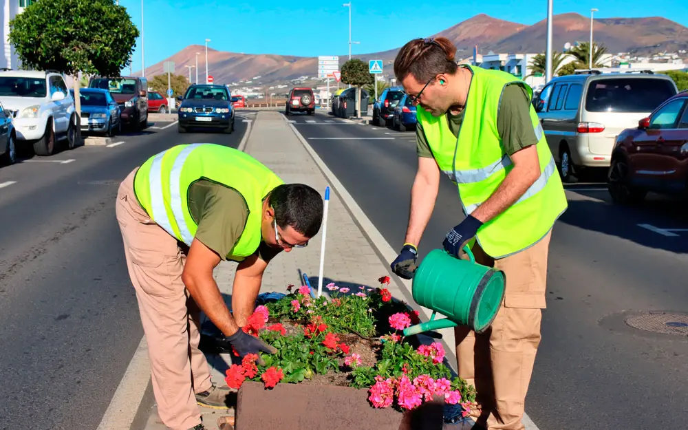 Grevislan planta flores en el centro de Tías