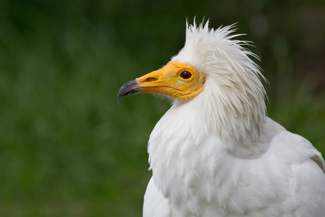 Ejemplar de guirre