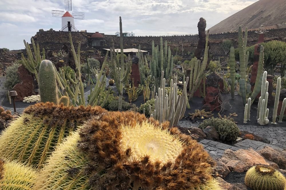 Jardín de Cactus