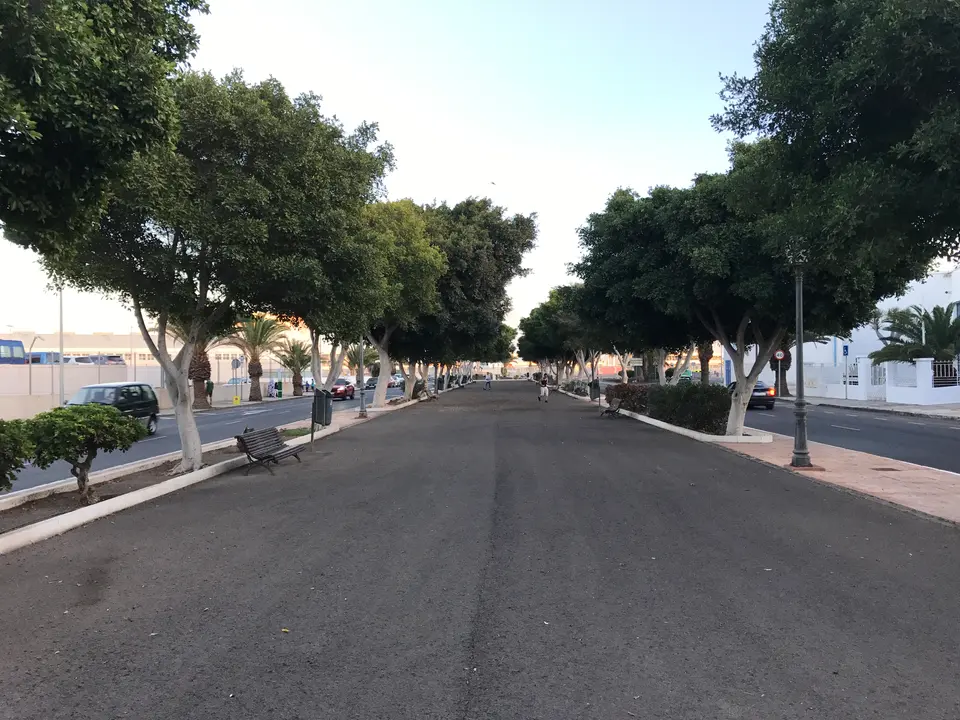 Árboles en la Vía Medular de Arrecife