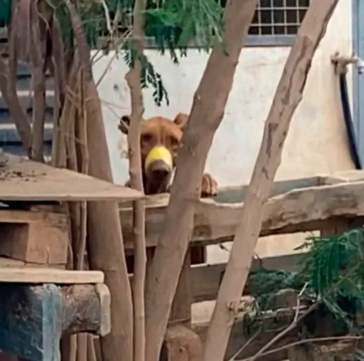 Perro maltratado