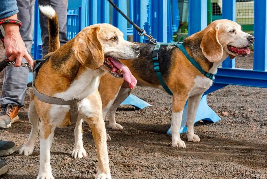 Polo y Duna, perros en la Protectora de Animales Sara