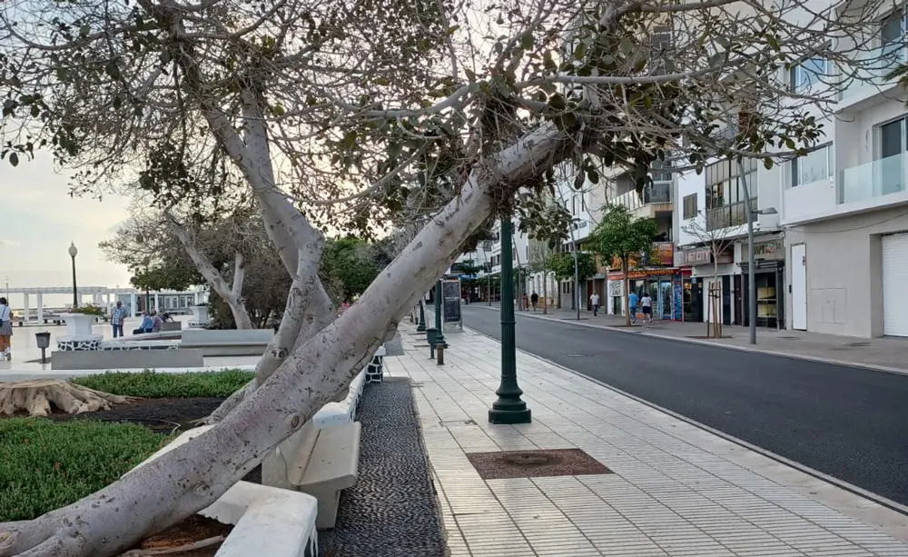 Un árbol en el parque José Ramírez Cerdá