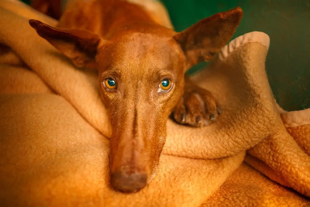 Podenco de nombre Guerrero. FOTO: SARA