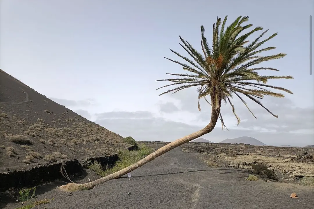 Palmera de Masdache