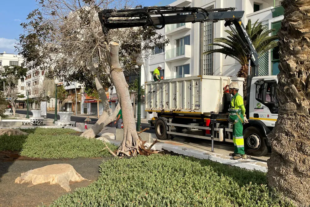 Tala del árbol en mal estado del parque Ramírez Cerdá