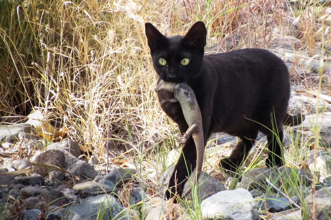 Gato con un lagarto endémico de Canarias