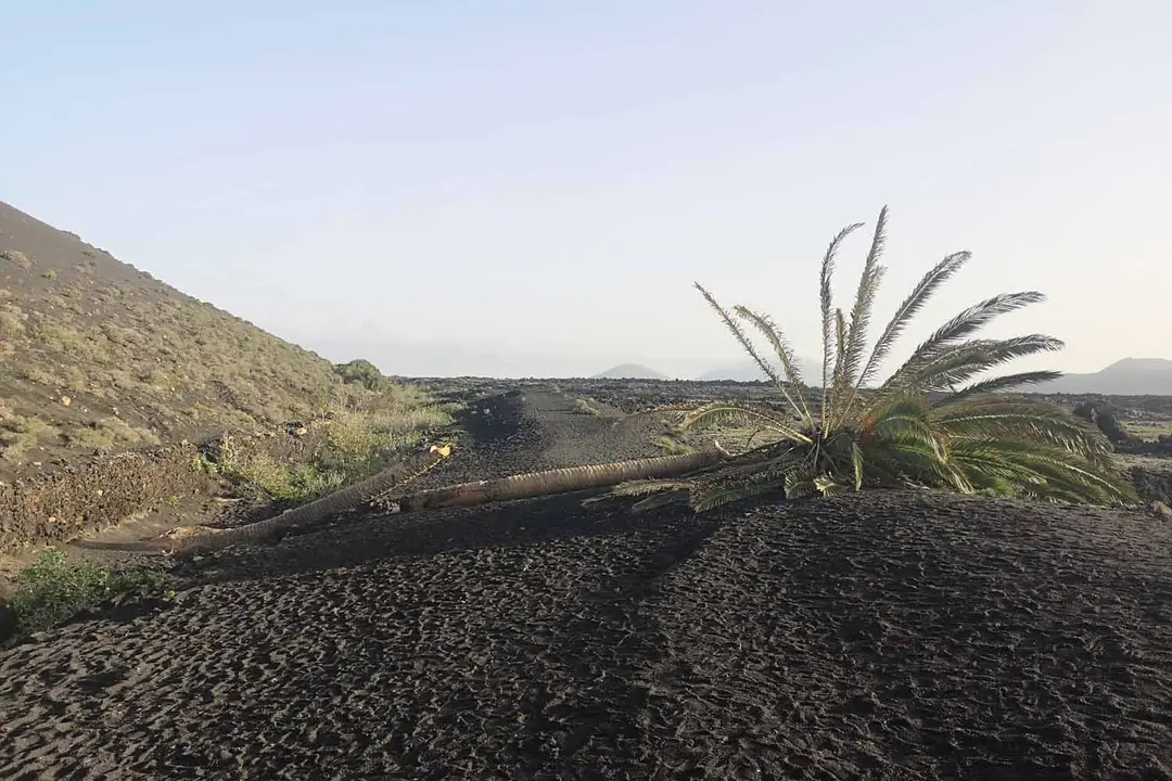 Palmera de Masdache cortada