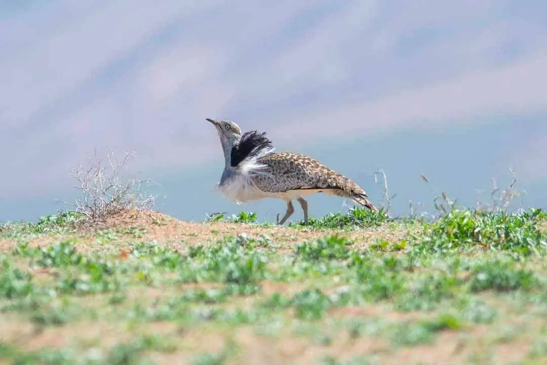 Aves esteparias