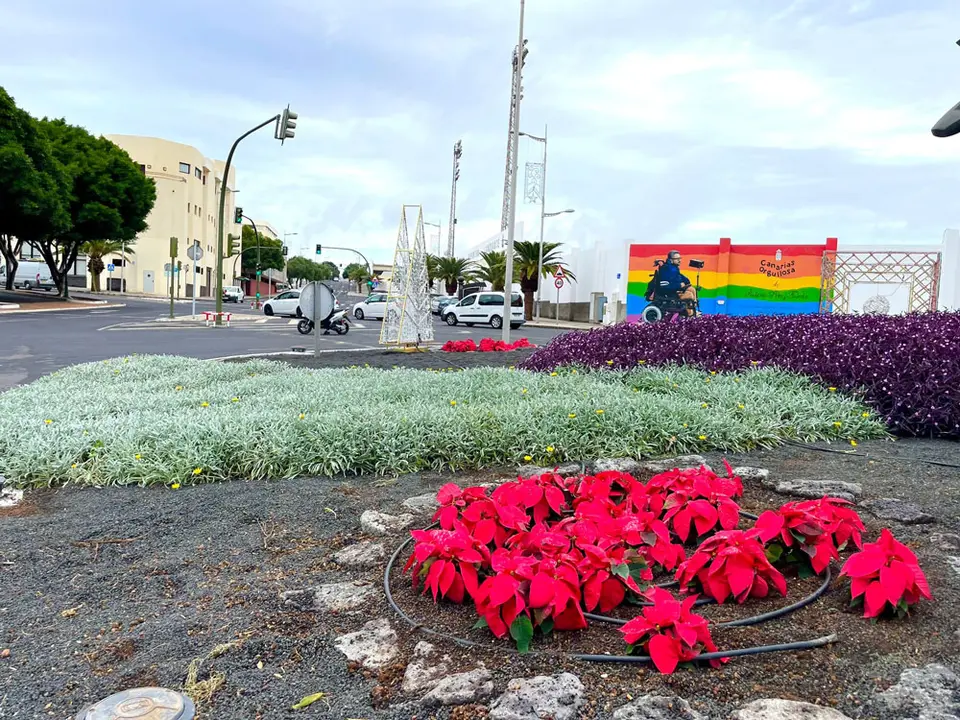 Flores de Pascua cerca de la Biblioteca Insular