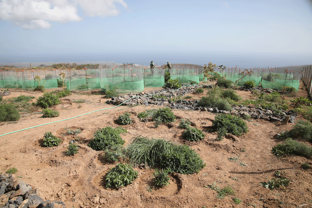 Restauración de hábitats de las cumbres de Famara