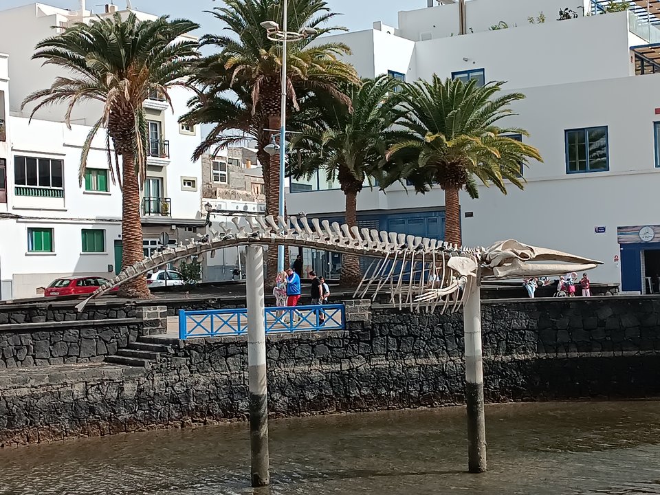 Instalación del esqueleto ballena rorcual tropical en el Charco, en las cercanías de las Cuatro Esquinas.
