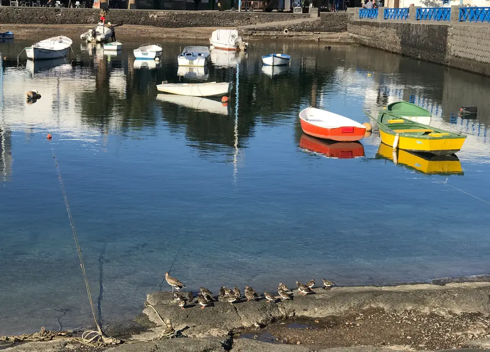 Aves en el Charco de San Ginés