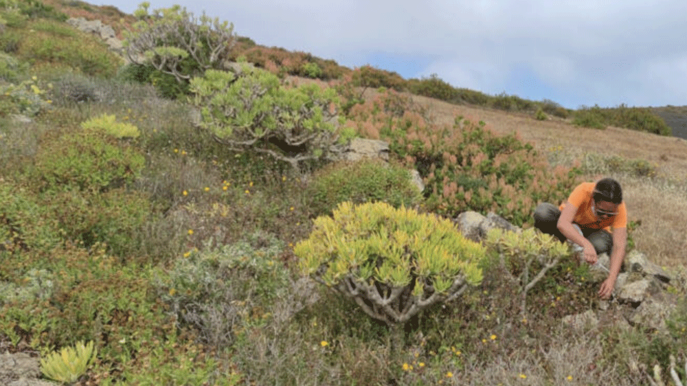 Proyecto de restauración del hábitat de las cumbres de Famara. Imagen de archivo.