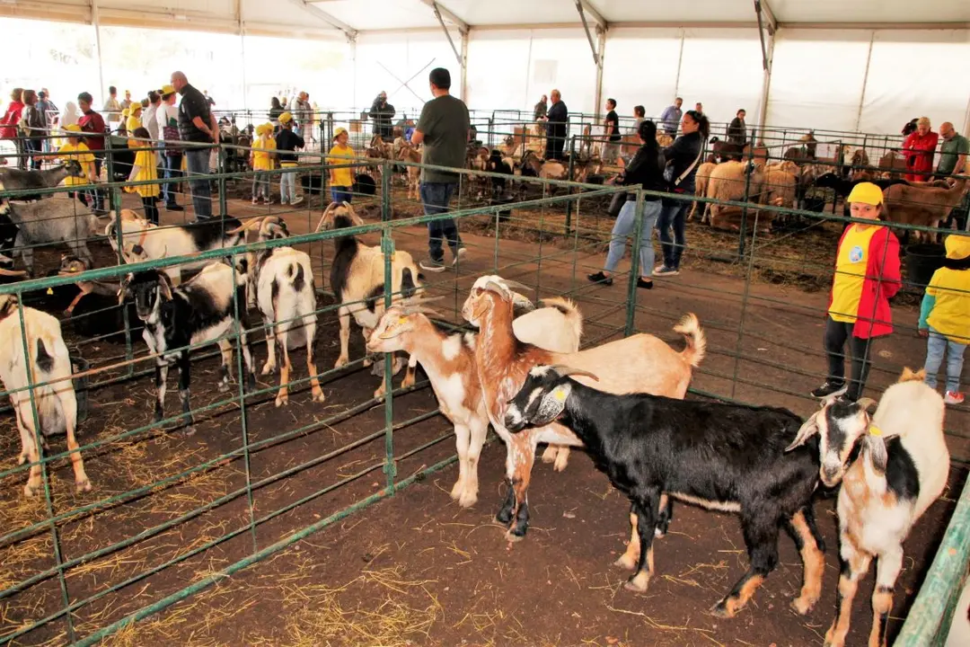 Ganado caprino en la Feria de Uga