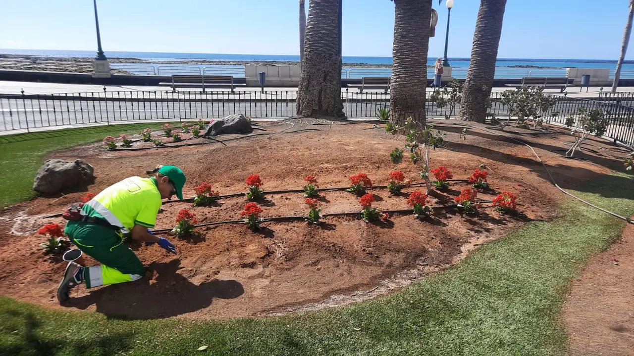 Nuevas plantas para Arrecife