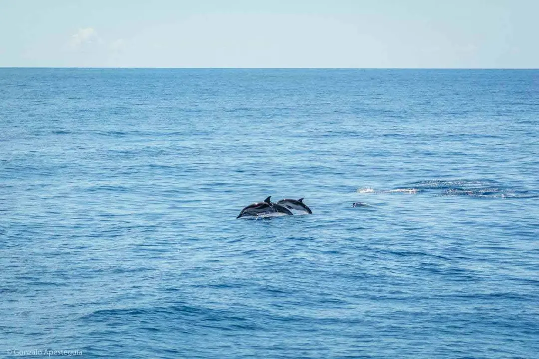 Avistamiento de cetáceos en la Reserva de la Biosfera de Lanzarote