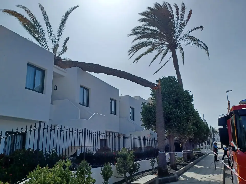 Palmera caida.