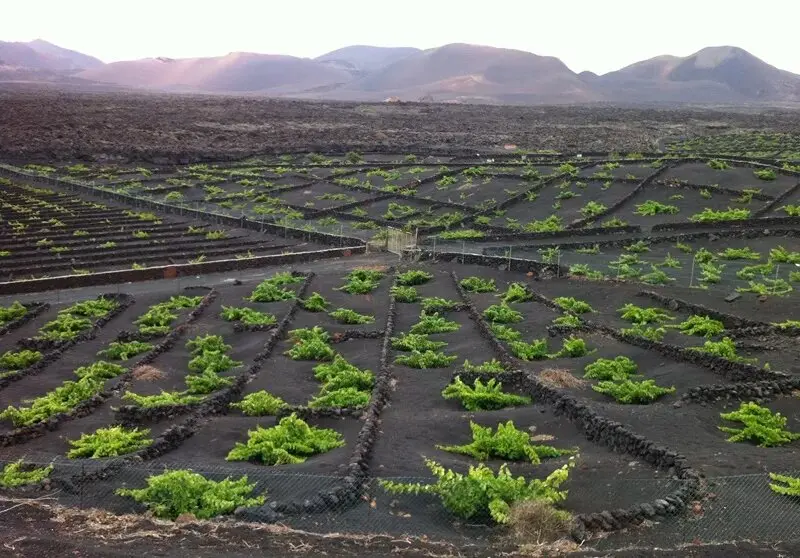 Viñedos en La Geria.