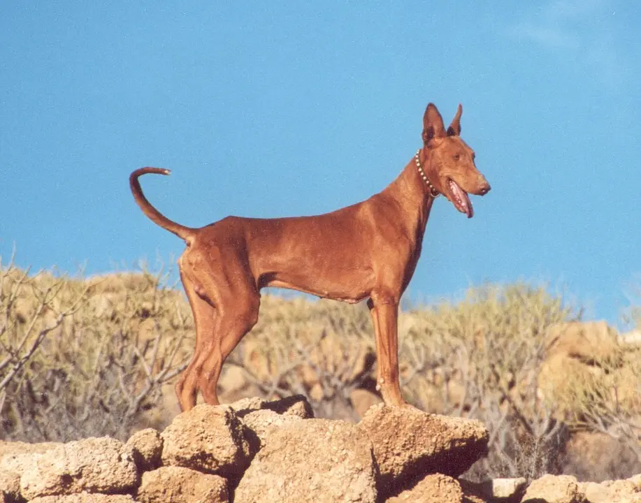 Podenco canario.