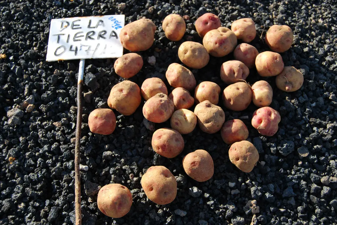 Papas de Los Valles, antes del alza de precios.