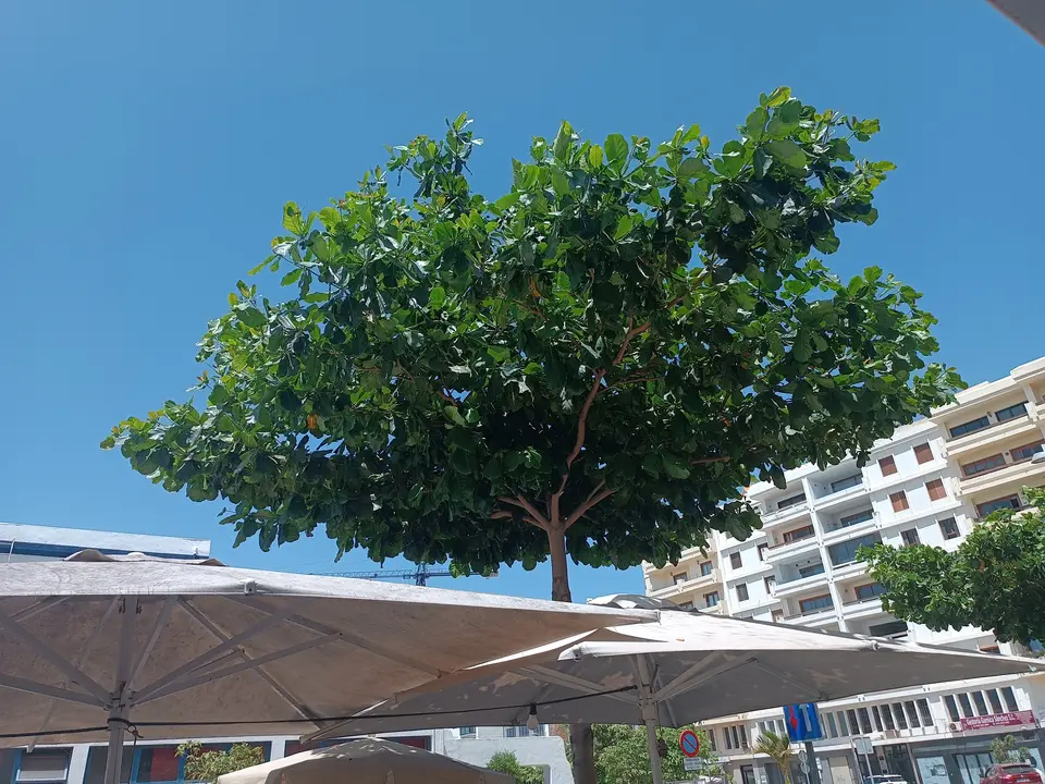 Árbol y sombra en la Avda. de Arrecife.