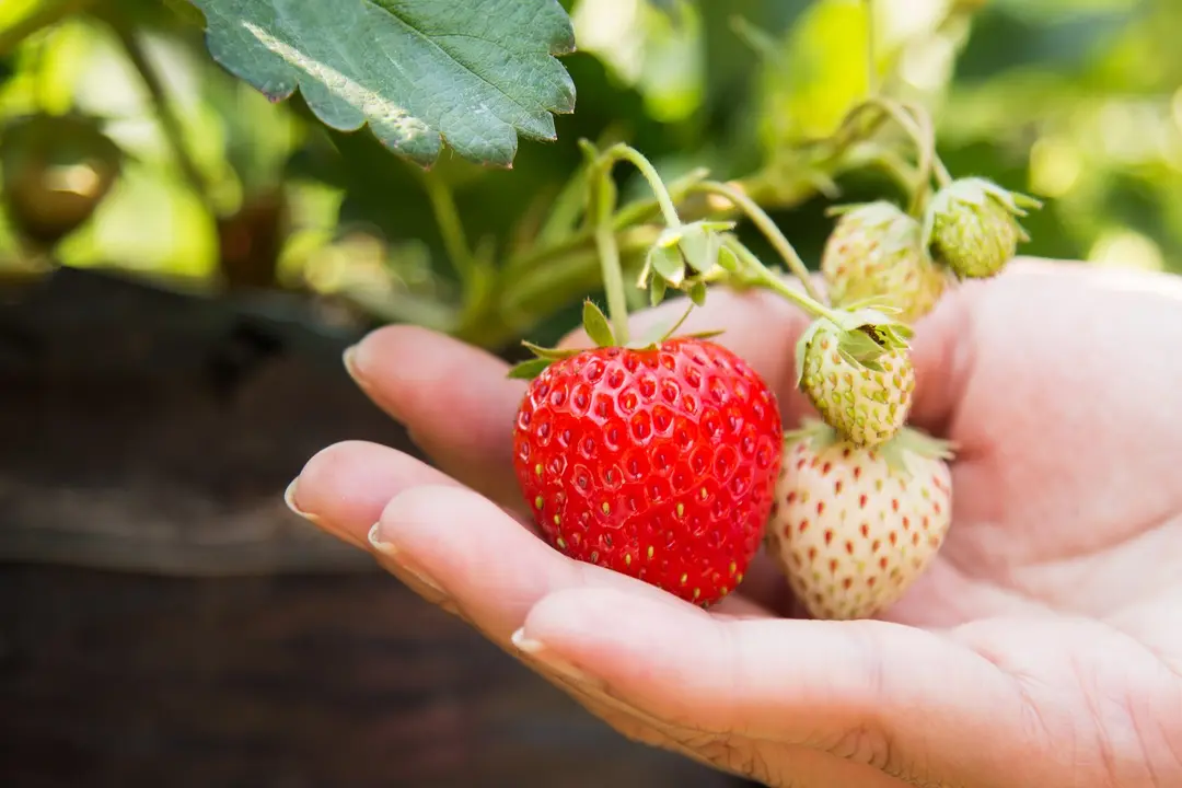 Cultivo de fresas.