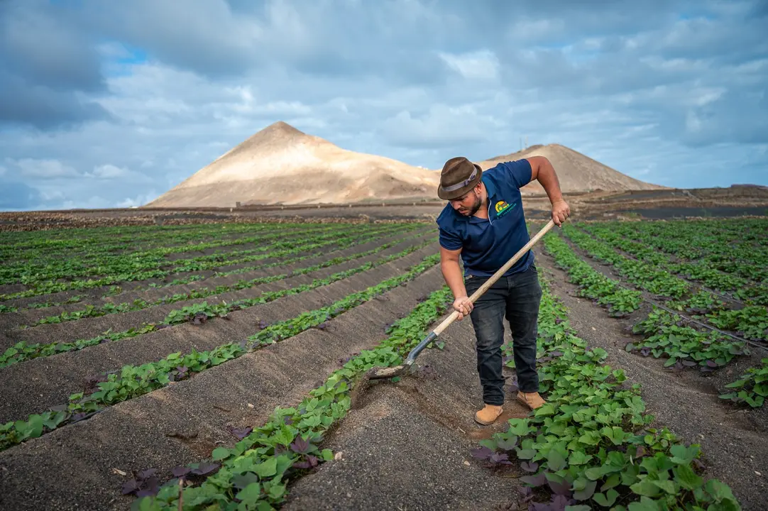 Explotación Agrícola Las Canelas, finca de batatas localizada en el municipio de Tinajo.