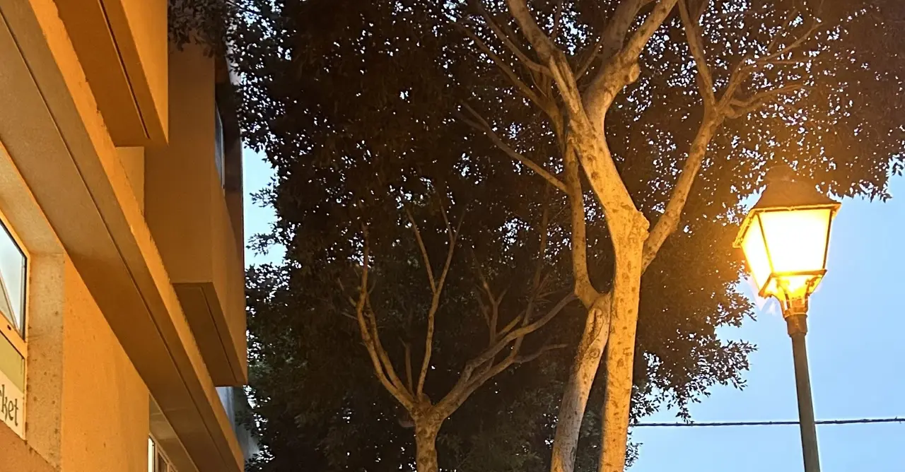Árboles en Titerroy.