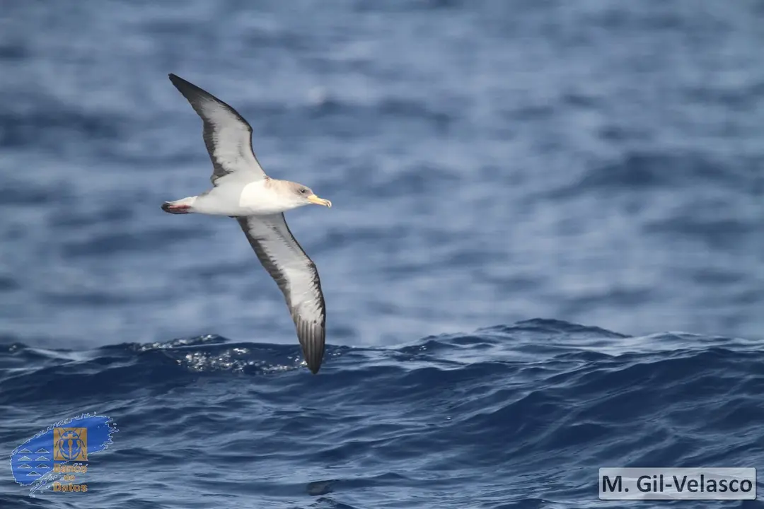 Pardela cenicienta en vuelo. Foto Biocan, M. Gil-Velasco.