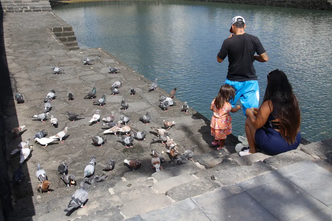 Palomas en el Charco de San Ginés. Foto JL Carrasco.