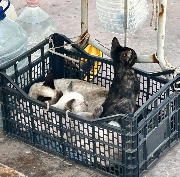 Gatos gracioseros.