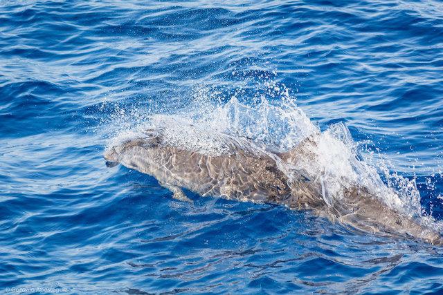 Delfín de Fraser, avistado en pasado sábado en aguas de Lanzarote.