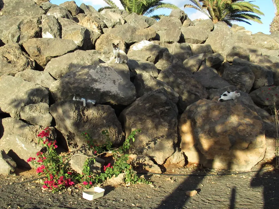 Gatos en el Parque de Maneje. Foto JL Carrasco.