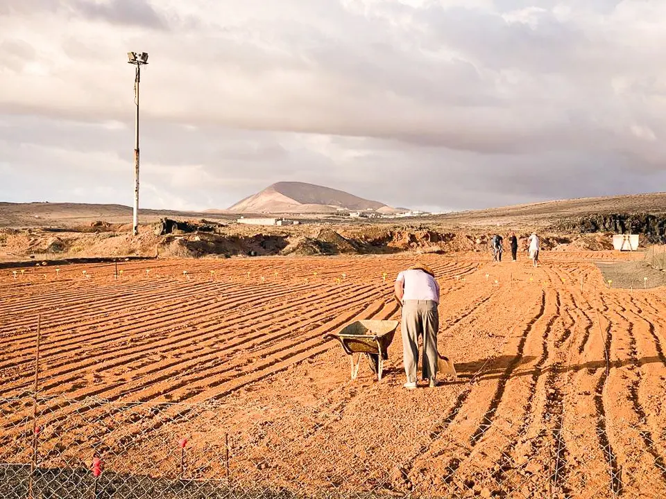 Plantación de cebollinos.