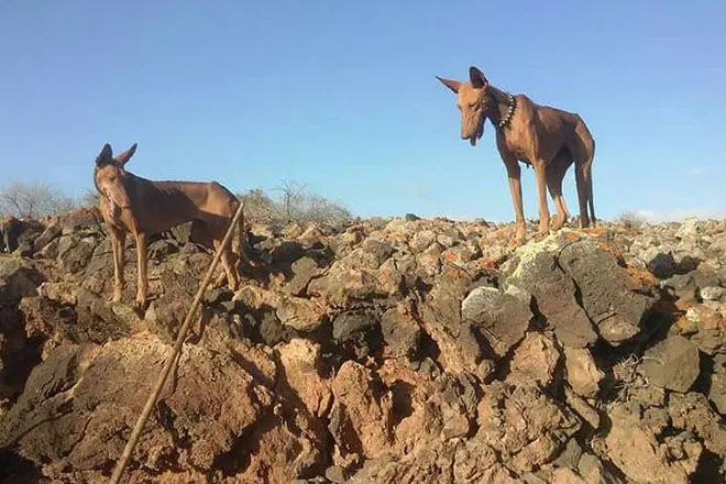 Caza en Lanzarote. Imagen de archivo.