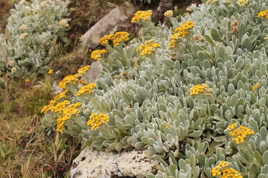 Yesquera amarilla. Foto florafaunalanzarote.blogspot.com