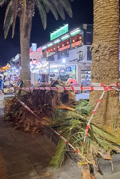 Imagen de la hoja de palmera caida.