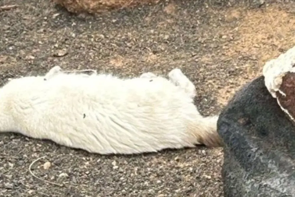 Uno de los gatos encontrados sin vida