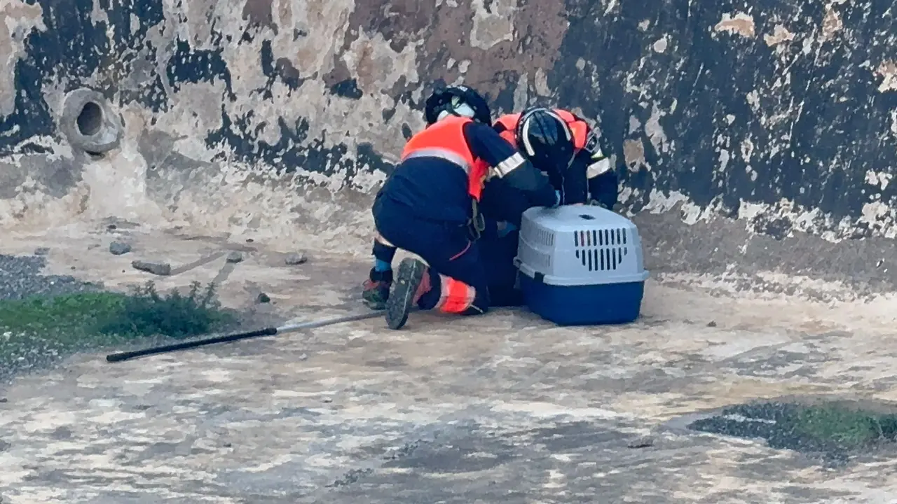 Los bomberos en el momento de rescatar la garza real.