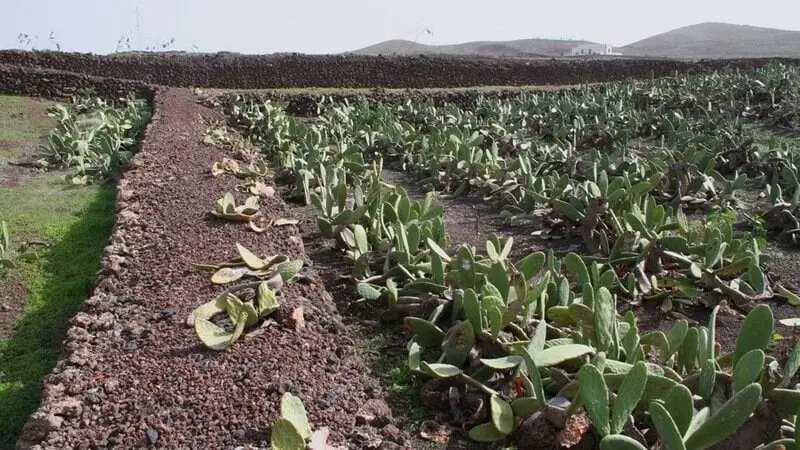 Tuneras en Lanzarote.
