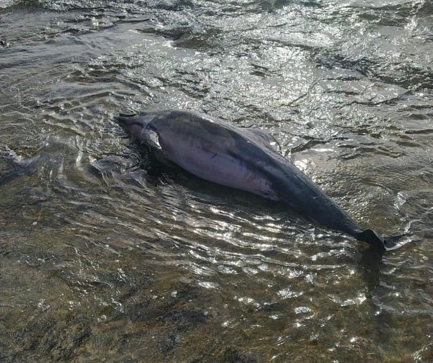 Delfín varado.