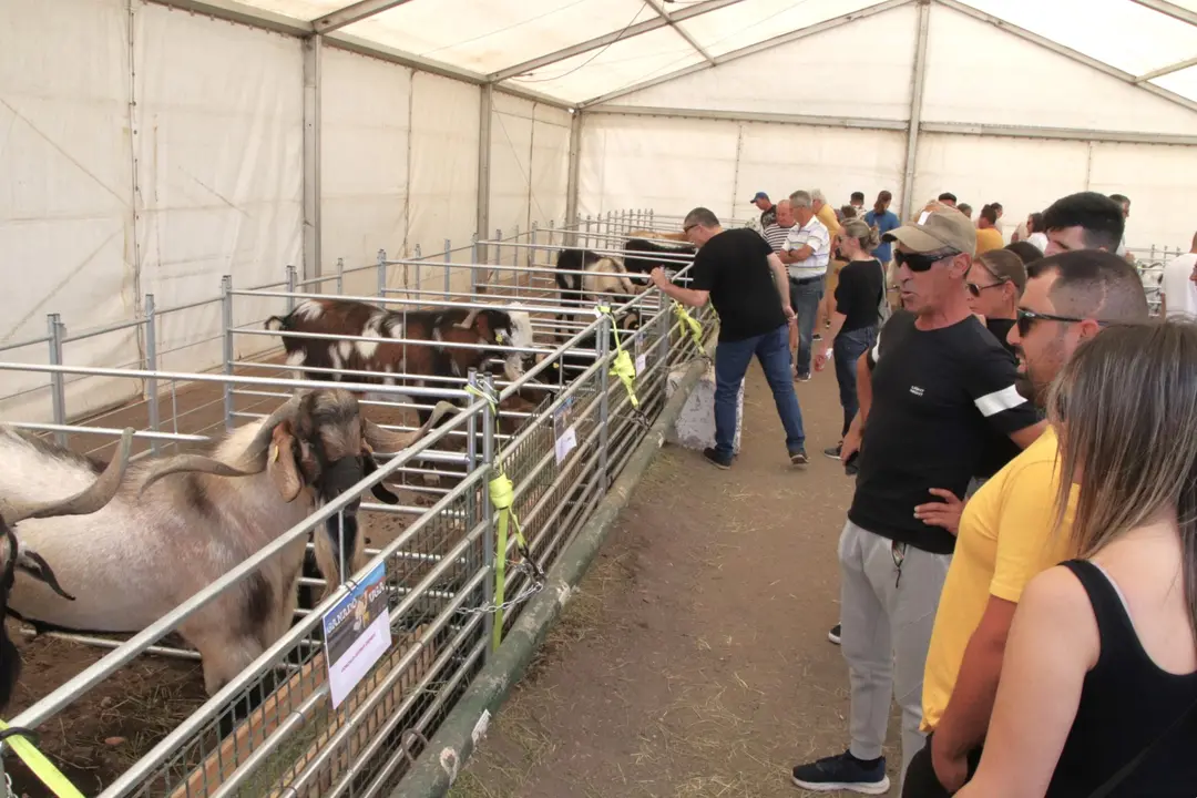 Muestra de la Feria de Ganado de Uga 2023.