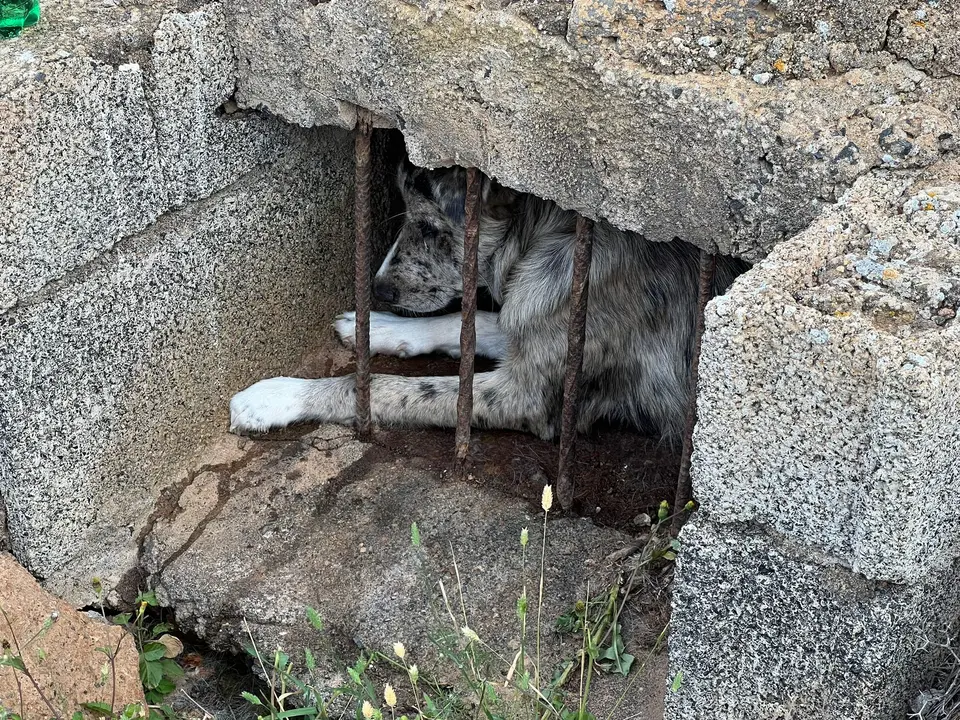 Perro encerrado en aljibe.