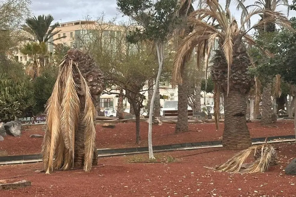 Árboles y palmeras en Arrecife