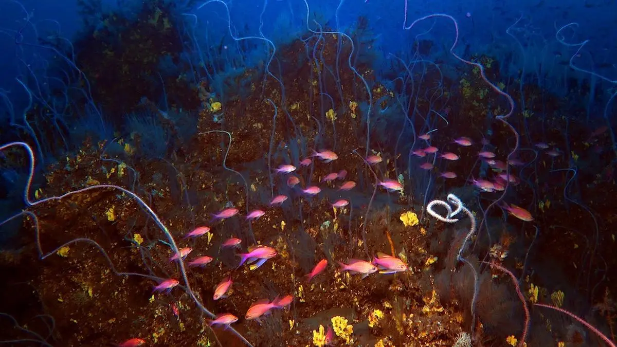 Corales y peces en la lava submarina del volcán Tajogaite de La Palma. Imagen: CSIC.