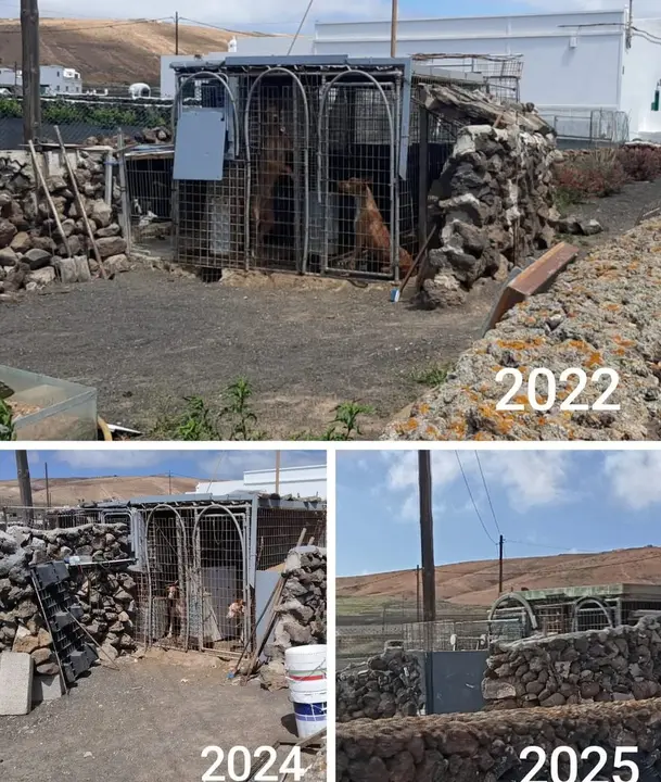 Los perros encerrados en las jaulas en el terreno